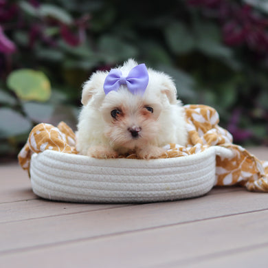 Winifred - Available 10/8