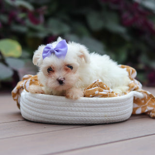 Winifred - Available 10/15