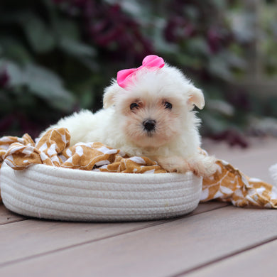 Winnie - Available 10/8