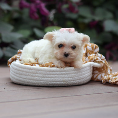 Wanda - Available 10/8