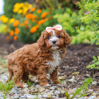 Delany - Available 10/15