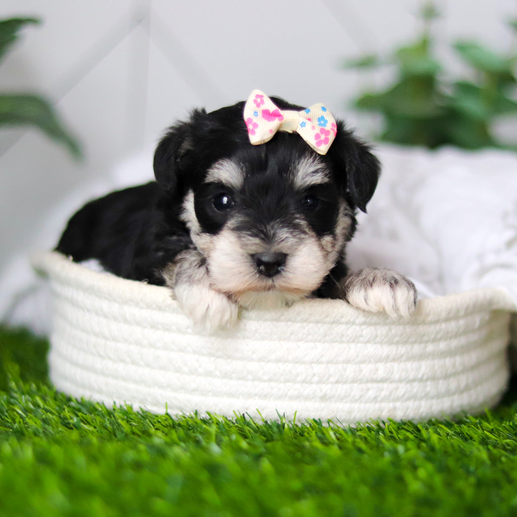 Zuki - Available 2/18