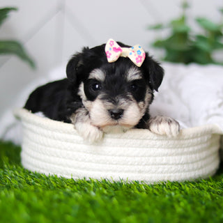 Zuki - Available 2/18