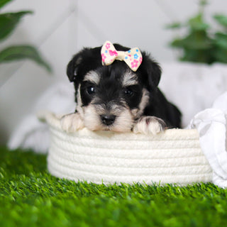 Zuki - Available 2/18