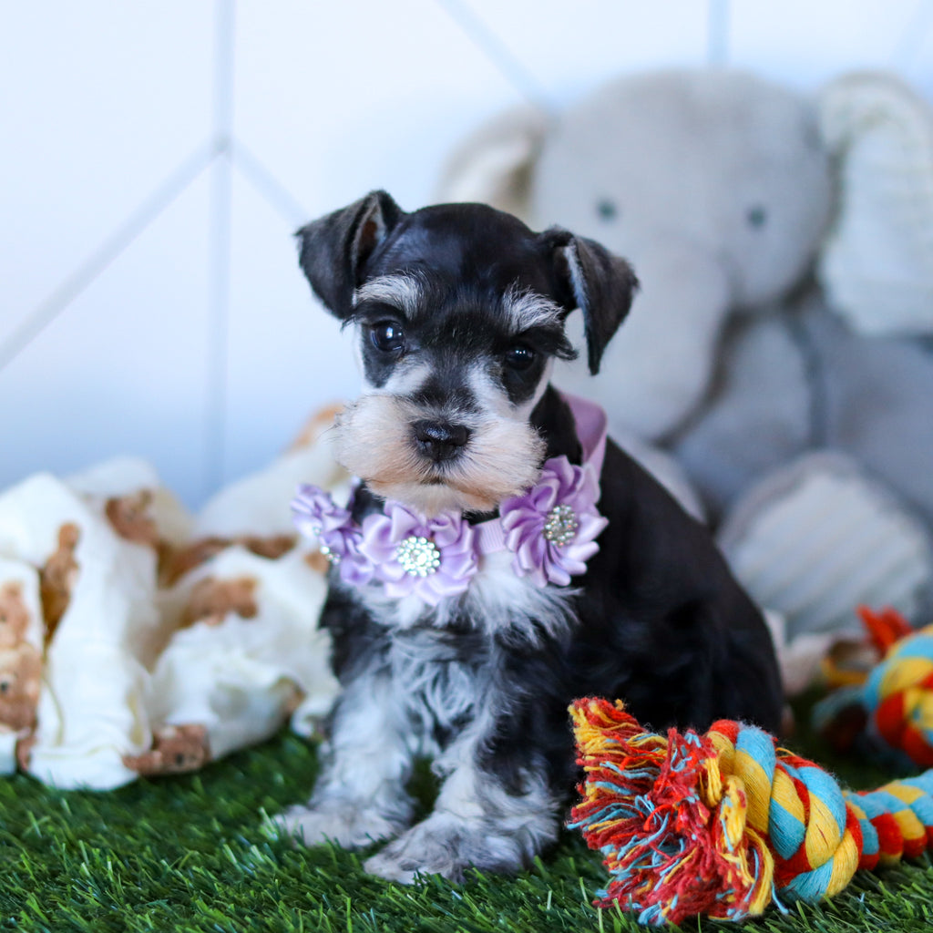 Zuki - Available 2/18