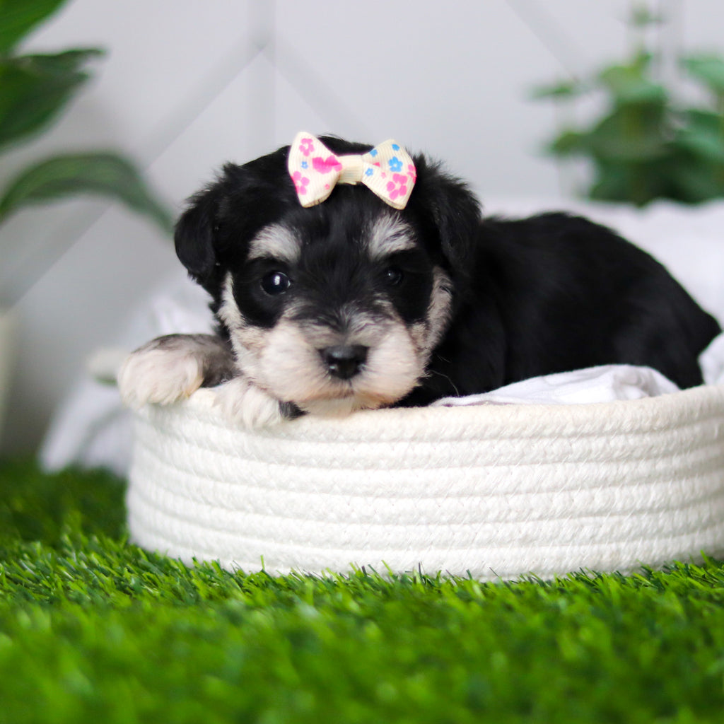 Zuki - Available 2/18