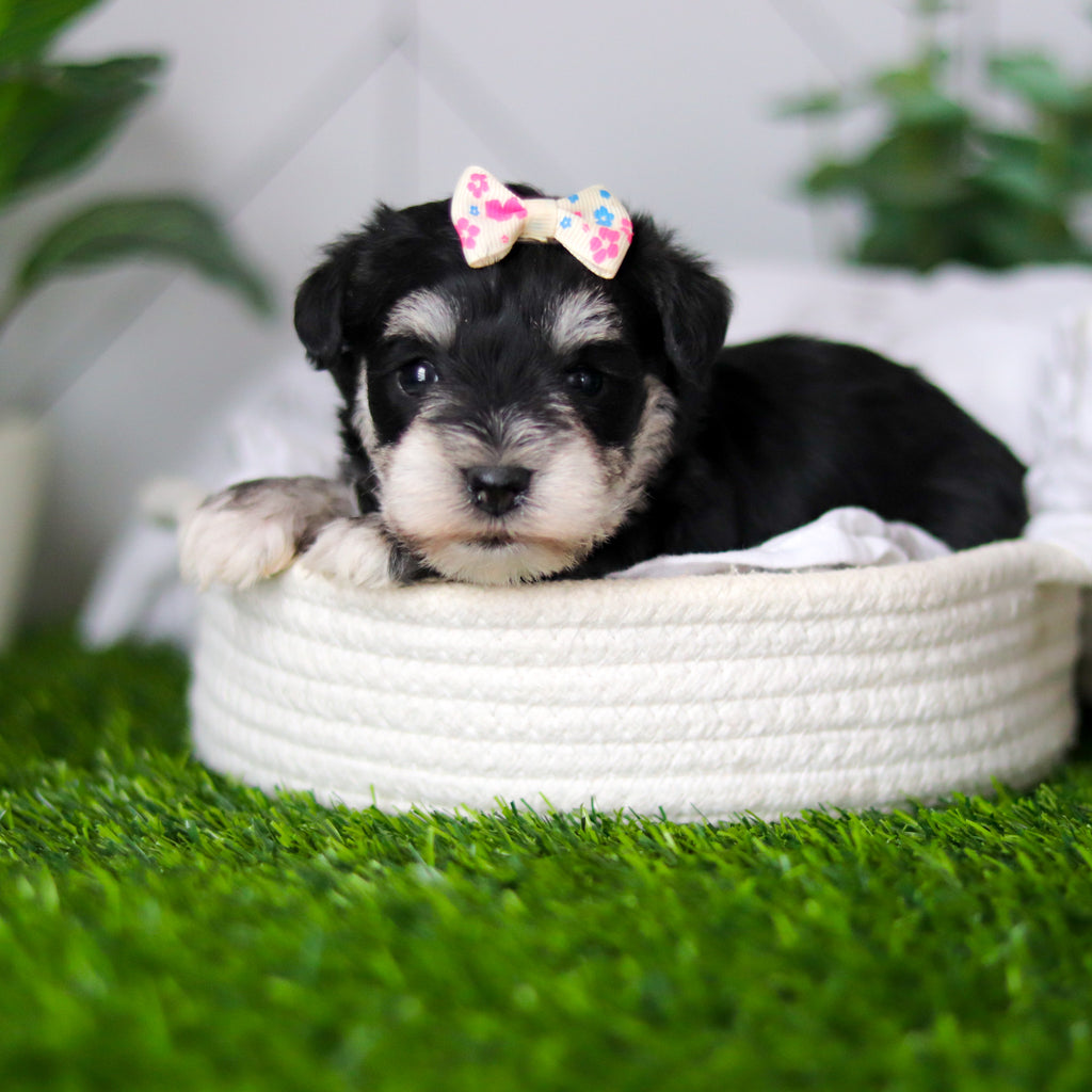 Zuki - Available 2/18