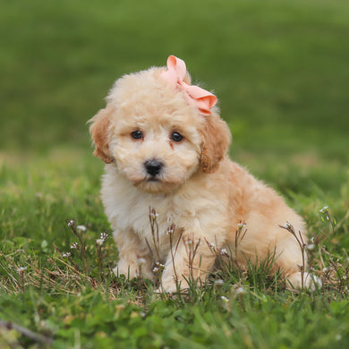 Tippi - Available 4/16