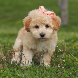 Tippi - Available Now