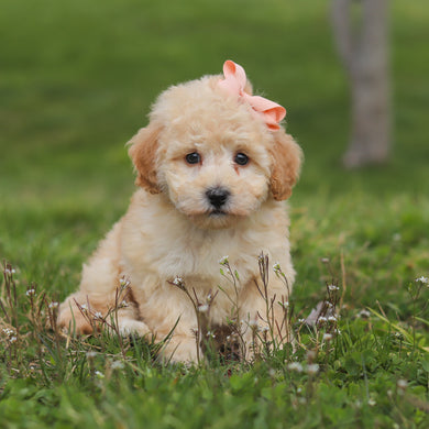 Tippi - Available 4/16