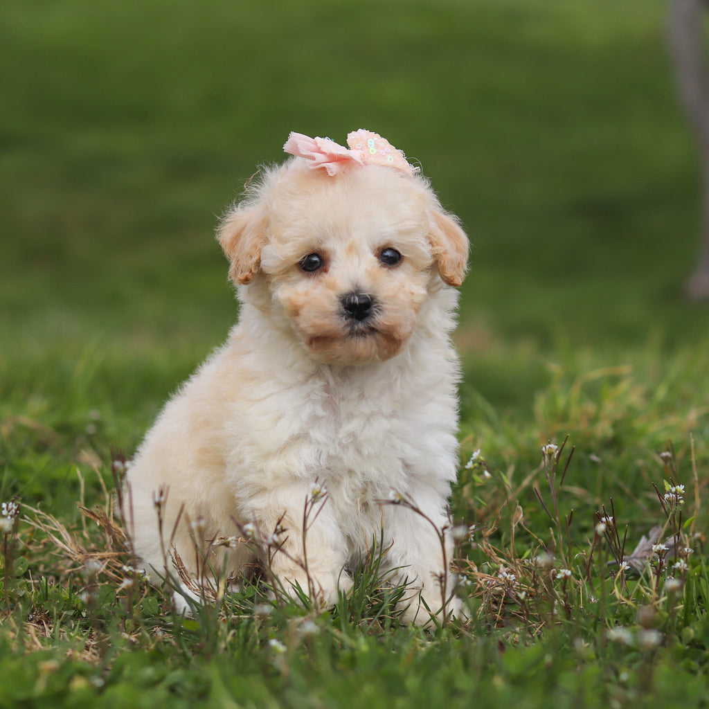 Thelma - Available 4/16