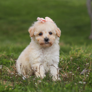 Thelma - Available 4/16