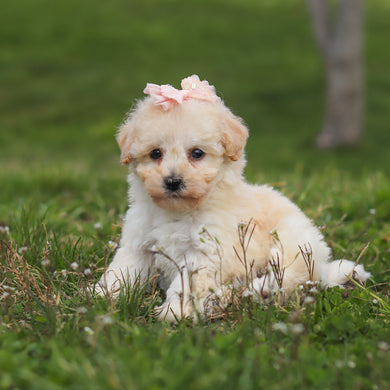 Thelma - Available 4/16