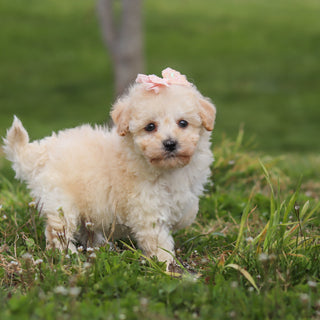 Thelma - Available 4/16