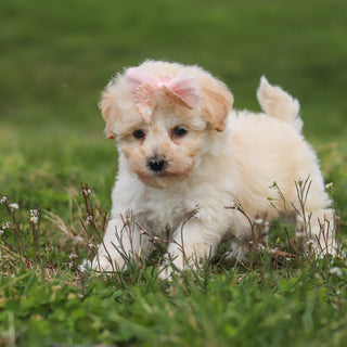 Thelma - Available 4/16