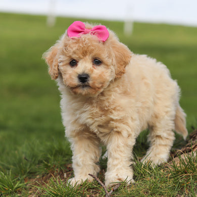 Trudy - Available 4/16