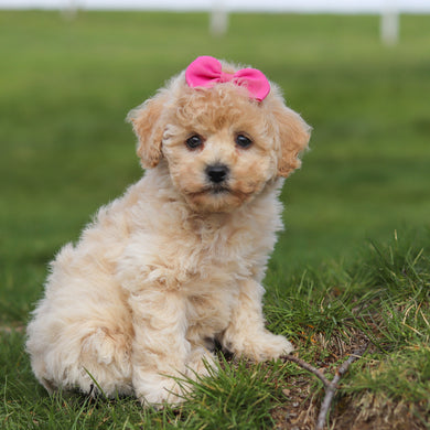 Trudy - Available 4/16