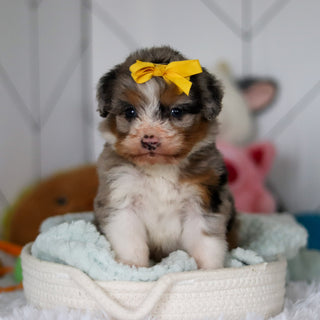 Sophia - Available 5/14