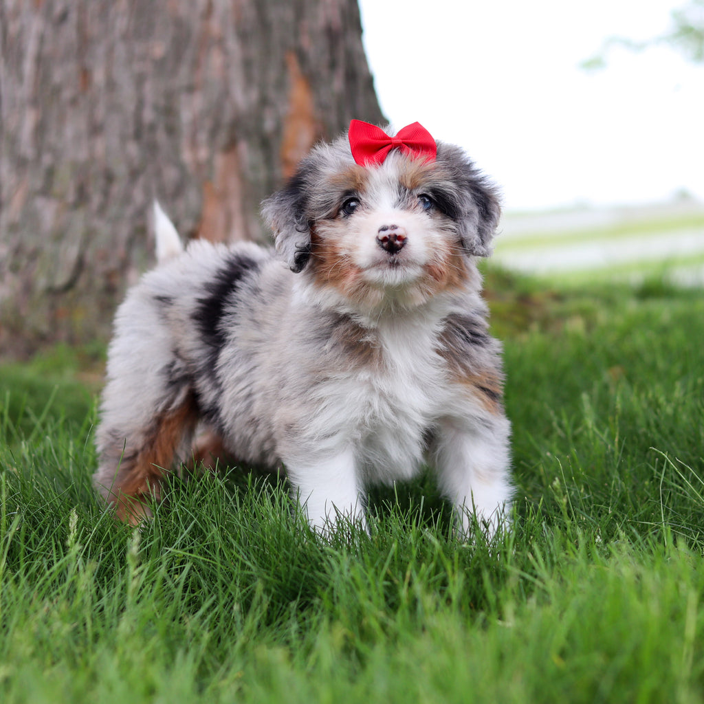 Sophia - Available 5/14