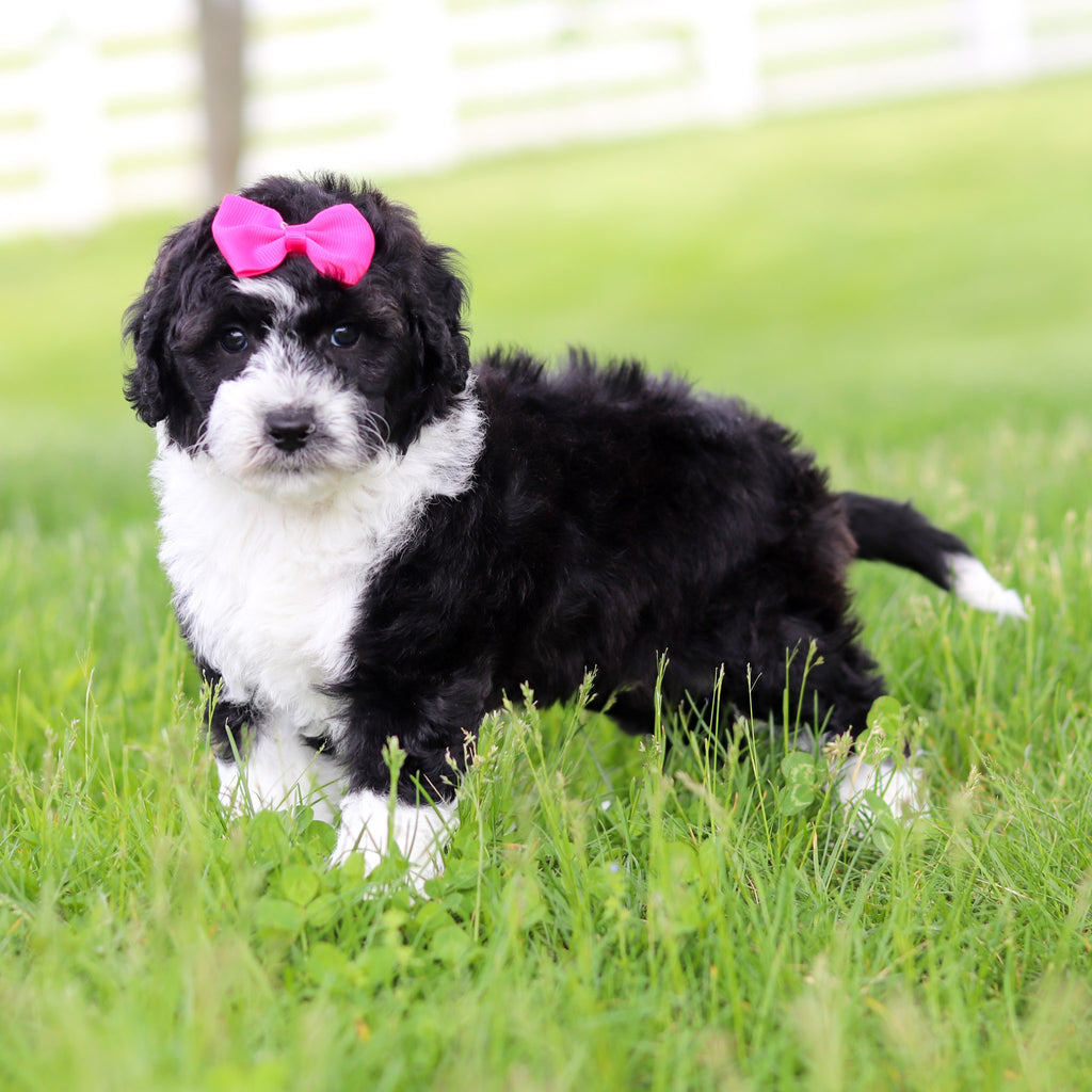 Susie - Available 5/28