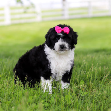 Susie - Available Now