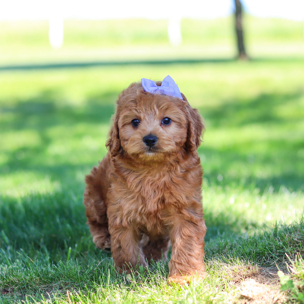Gertie - Available 6/18
