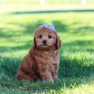 Gertie - Available 6/18