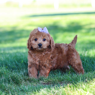 Gertie - Available 6/18