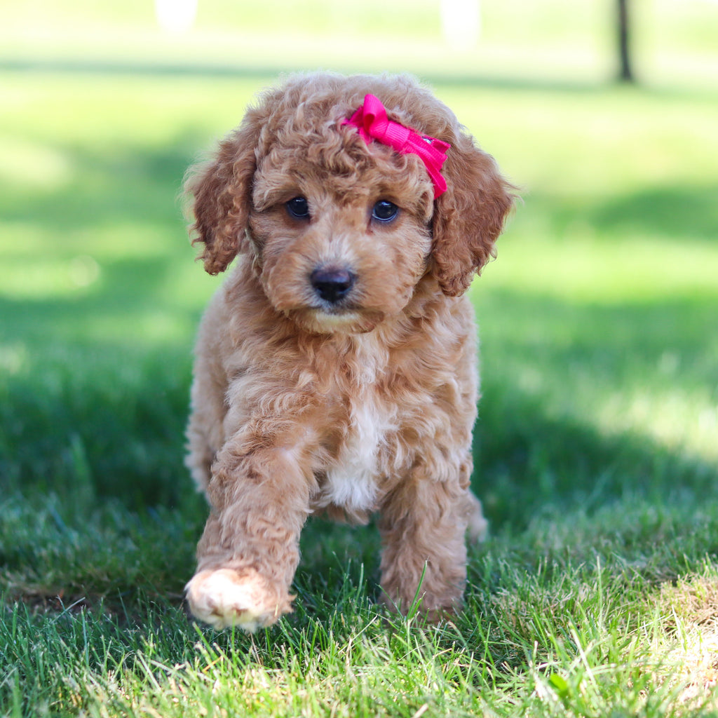 Goldie - Available 6/18
