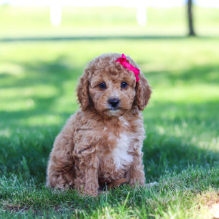 Goldie - Available 6/18