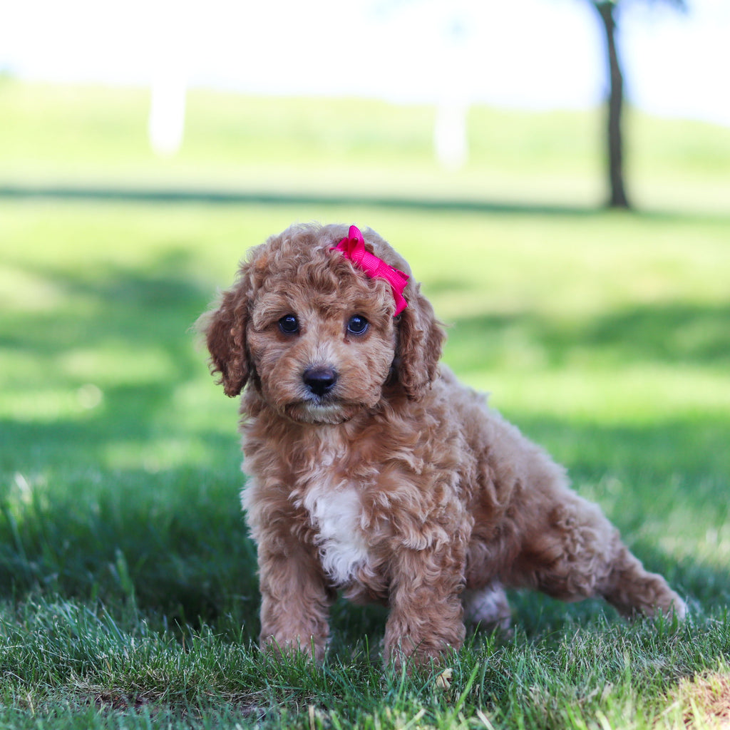 Goldie - Available 6/18