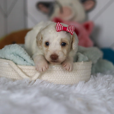 Winslet - Available 5/21