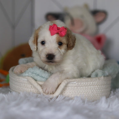 Winter - Available 5/21