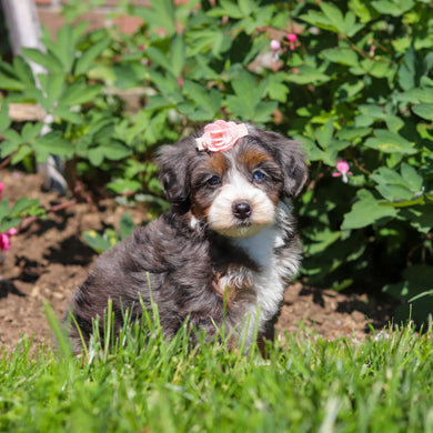 Ritzy - Available 6/18