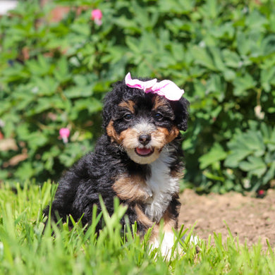 Roxie - Available 6/18