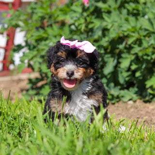 Roxie - Available 6/18