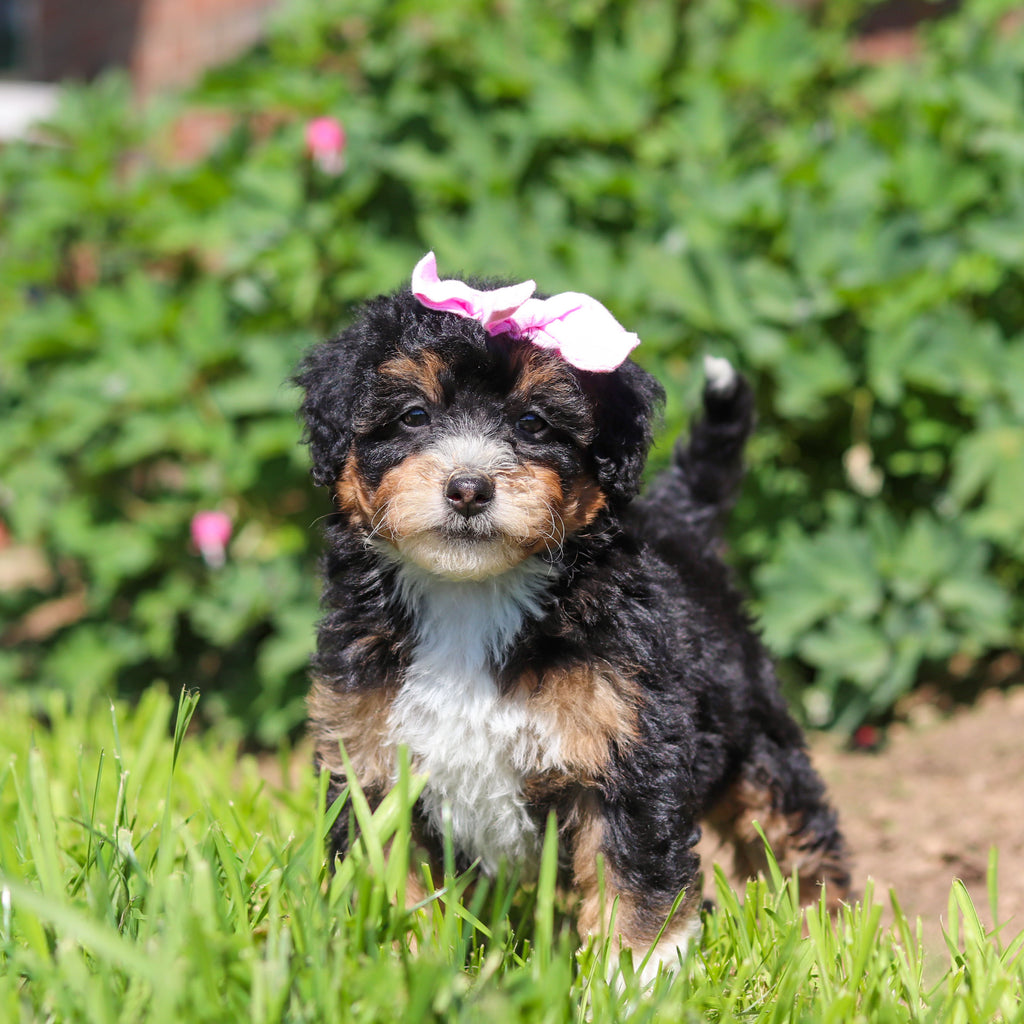 Roxie - Available 6/18
