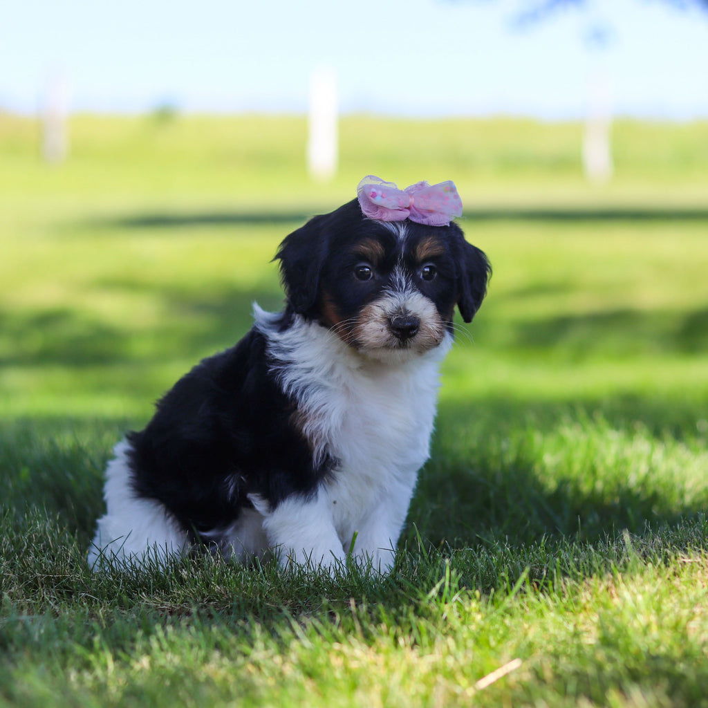 Robin - Available 6/18