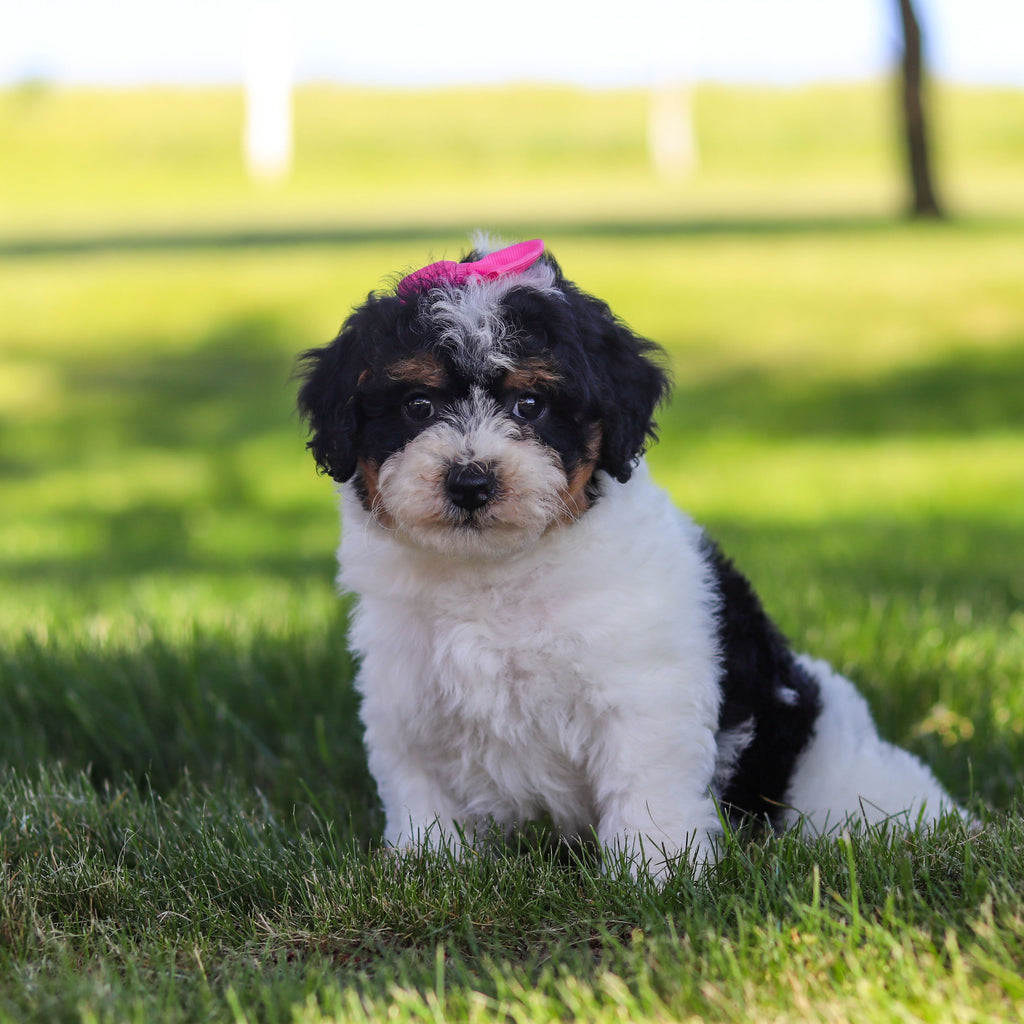 Raine - Available 6/18