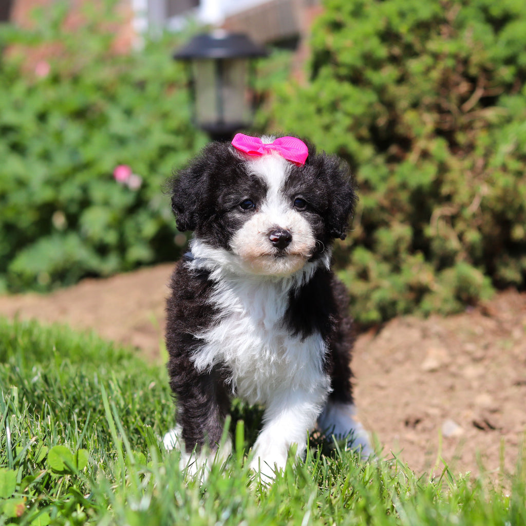 Aggie - Available 6/18