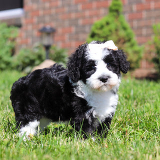 Avery - Available 6/18
