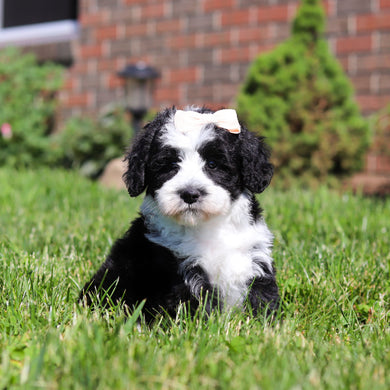 Avery - Available 6/18