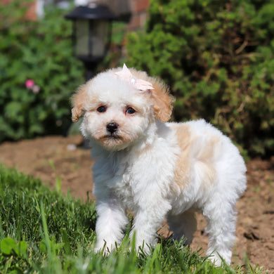 Alice - Available 6/18