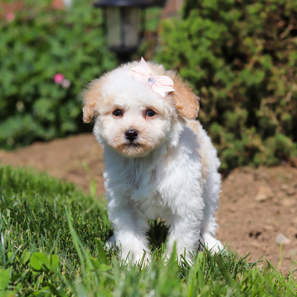 Alice - Available 6/18