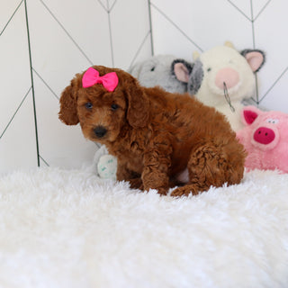 Lorraine - Available 7/2