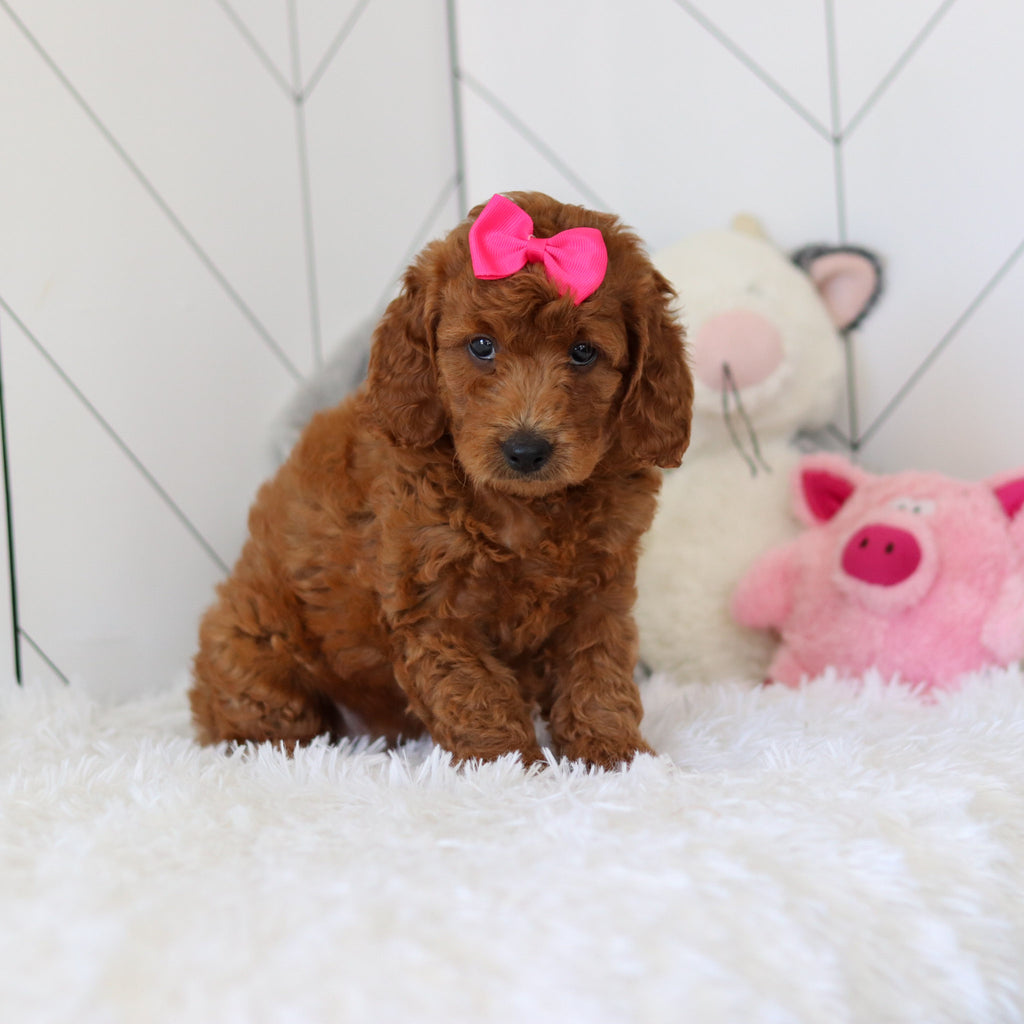 Lorraine - Available 7/2