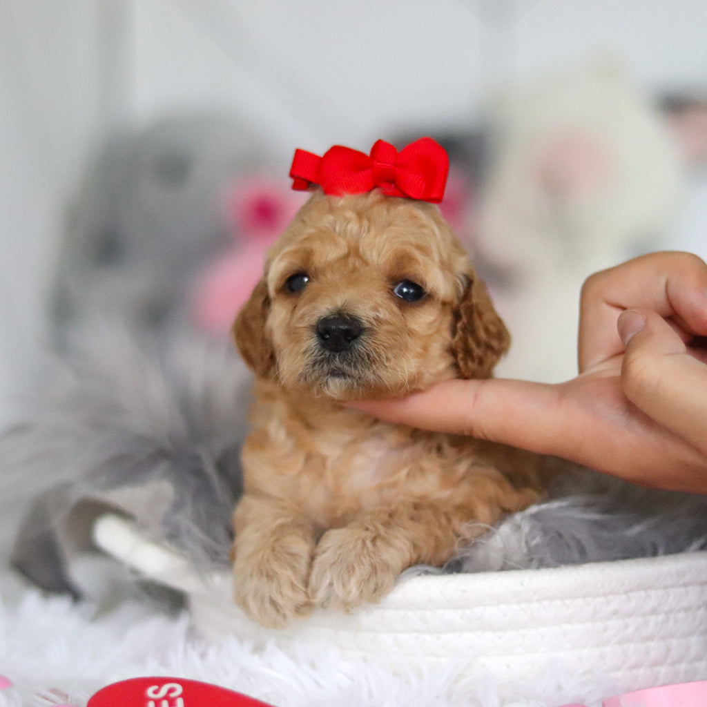 Lucia - Available 7/2