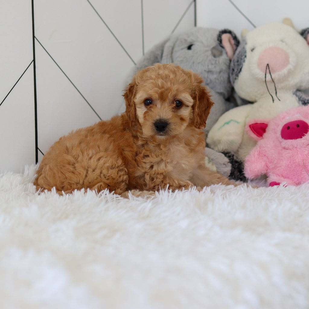 Lucia - Available 7/2