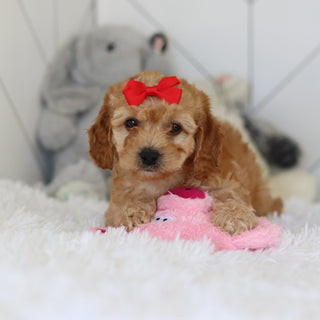 Lucia - Available 7/2