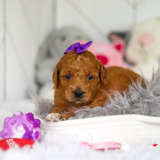 Lacey - Available 7/2